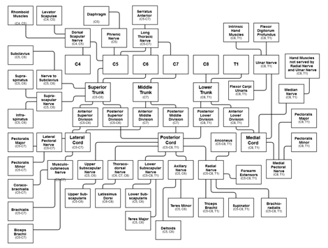 Muscle_Chart_Small