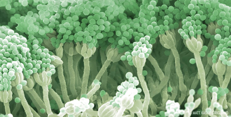 Portfolio: Microscopy